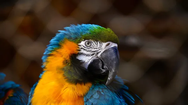 A Beginner's Guide to Exotica