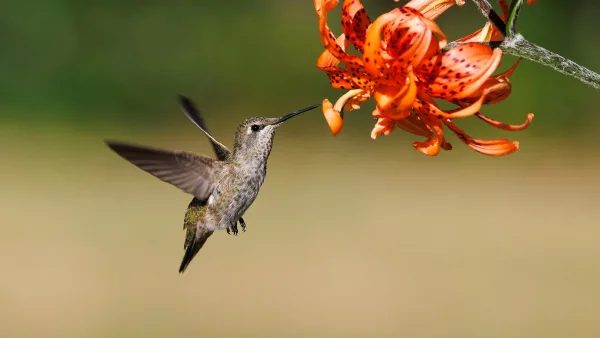 Gibson Hummingbird: A Complete Buyer's Guide
