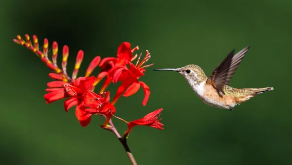 The Best Gibson Hummingbirds for the Money