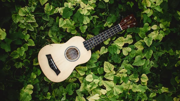 The Best Mandolin Strings for the Money