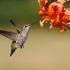 Gibson Hummingbird: A Complete Buyer's Guide