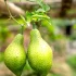 Guiro Explained: Features, Types and Tips