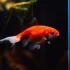 Orange 20 Rt for Beginners: A Complete Guide