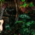 Mandolin: A Complete Buyer's Guide