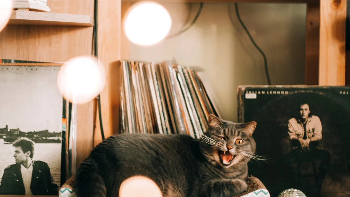 Essential Acid Jazz Albums Explained