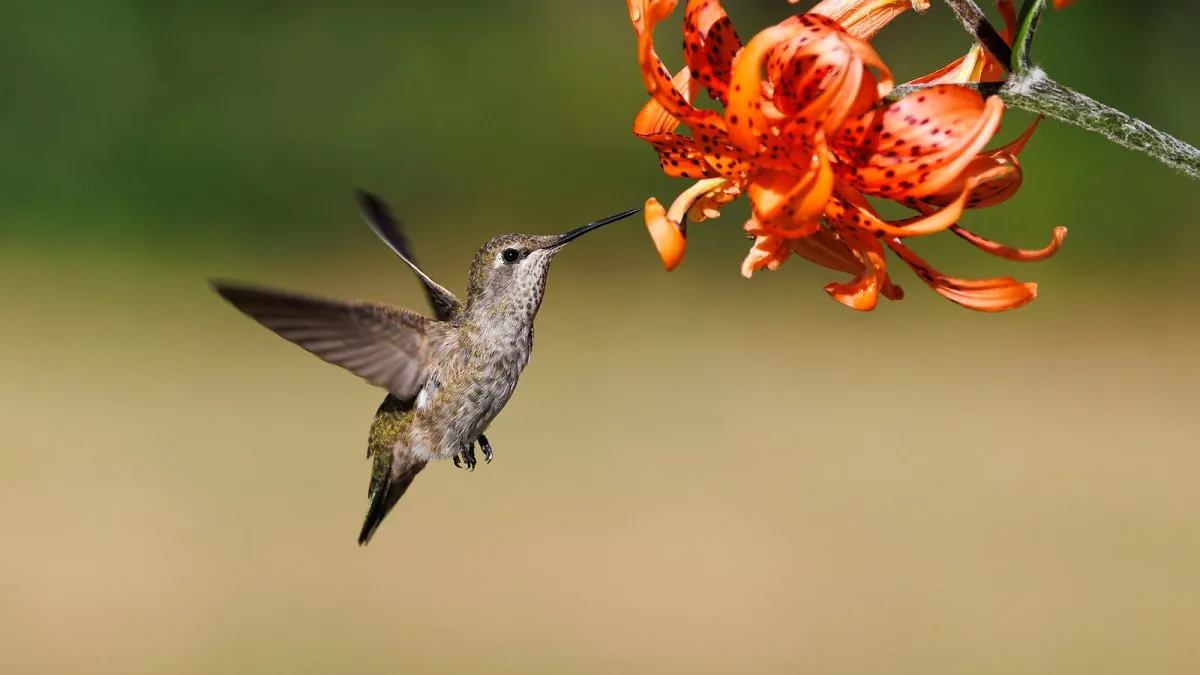 Gibson Hummingbird: A Complete Buyer's Guide