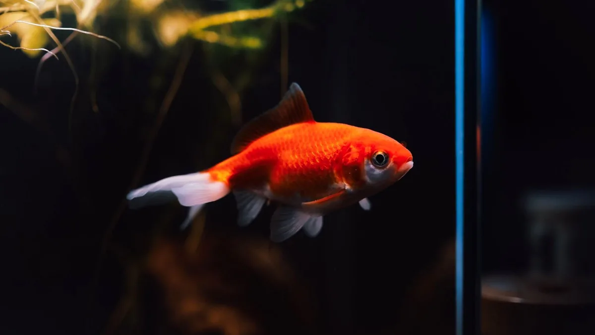 Orange 20 Rt for Beginners: A Complete Guide
