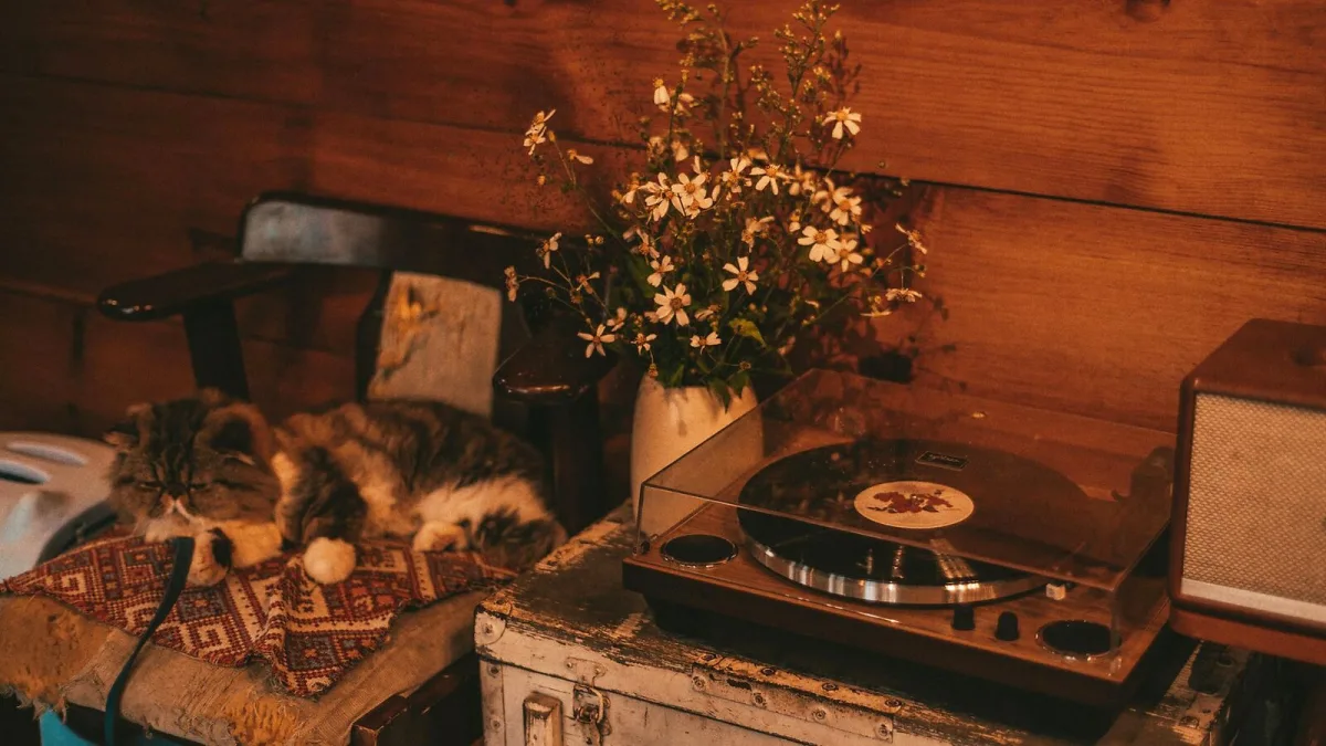 Phono Stage for Beginners: A Complete Guide